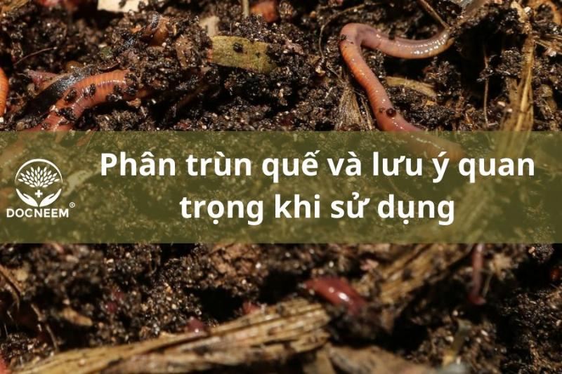 Lưu ý quan trọng khi sử dụng phân bón cho hoa hồng